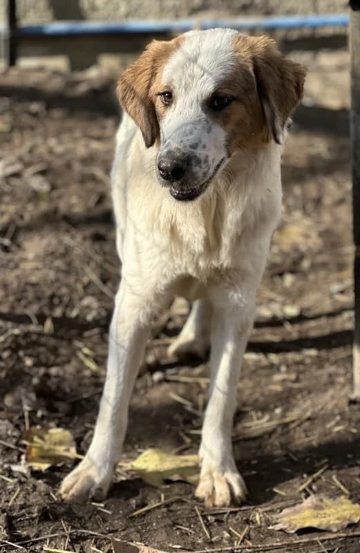 Melania, female Mixed Breed for adoption at Tierheimhelden — photo 5 of 14
