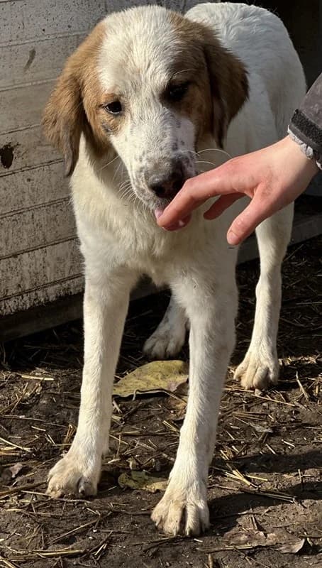 Melania, female Mixed Breed for adoption at Tierheimhelden — photo 7 of 14