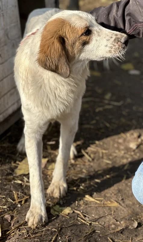 Melania, female Mixed Breed for adoption at Tierheimhelden — photo 8 of 14
