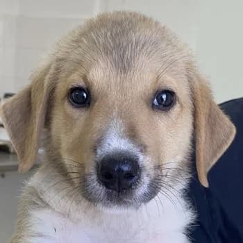 Padme, female Mixed Breed for adoption at Tierheimhelden