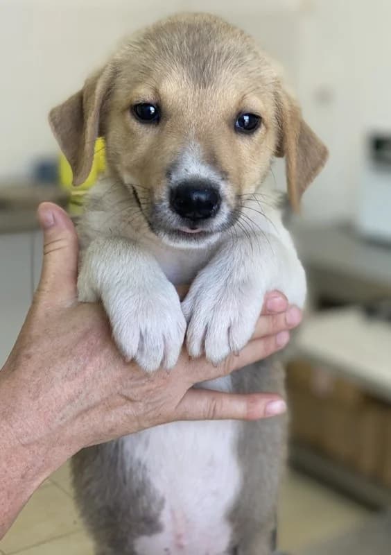 Padme, female Mixed Breed for adoption at Tierheimhelden — photo 4 of 17