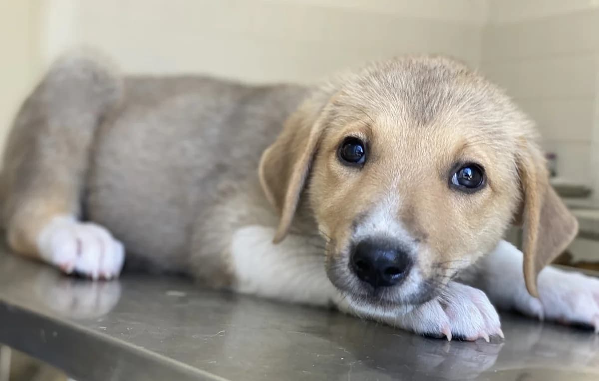 Padme, female Mixed Breed for adoption at Tierheimhelden — photo 5 of 17