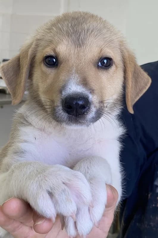 Padme, female Mixed Breed for adoption at Tierheimhelden — photo 6 of 17