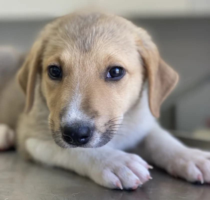Padme, female Mixed Breed for adoption at Tierheimhelden — photo 7 of 17
