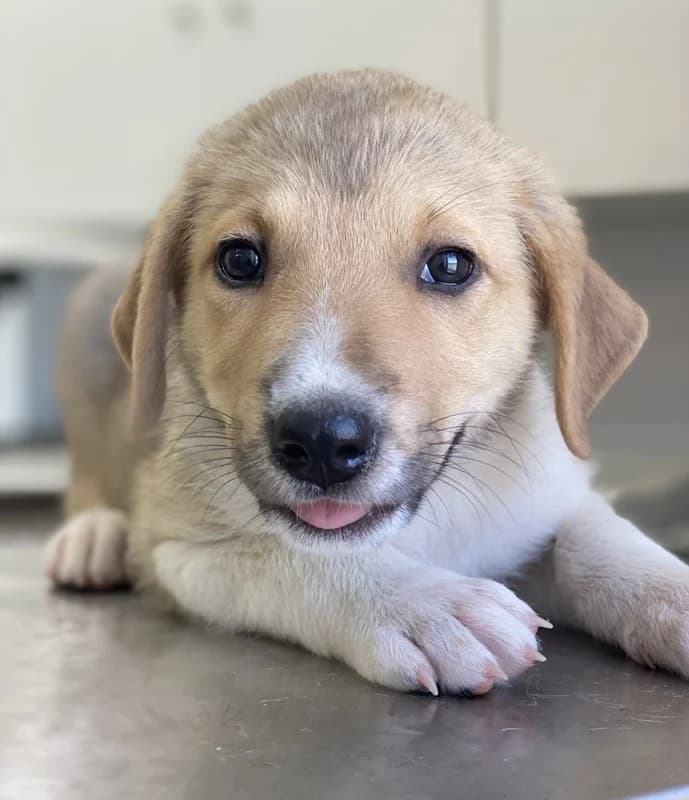 Padme, female Mixed Breed for adoption at Tierheimhelden — photo 8 of 17