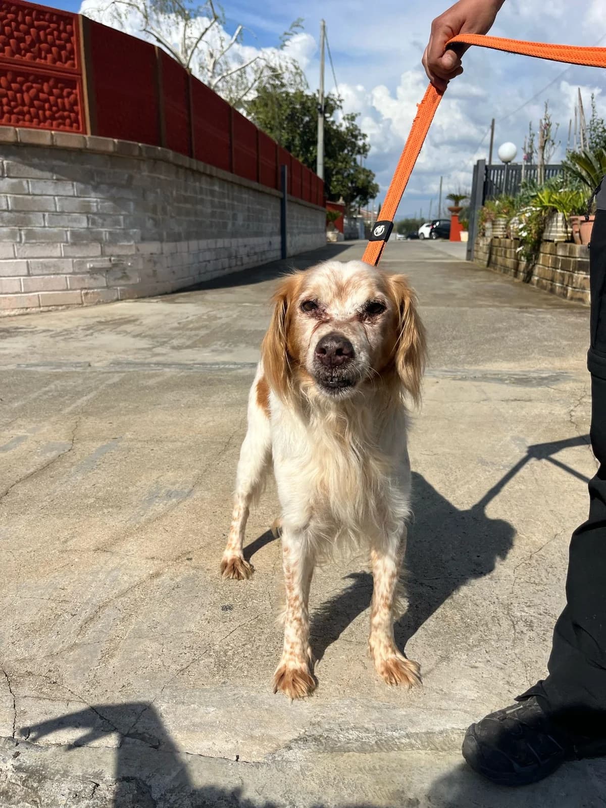 Marcello, male Mixed Breed for adoption at Tierheimhelden — photo 2 of 5