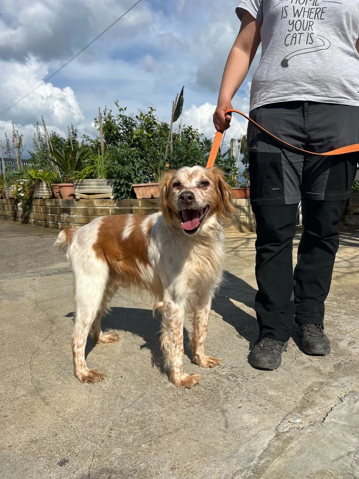 Marcello, male Mixed Breed for adoption at Tierheimhelden — photo 3 of 5