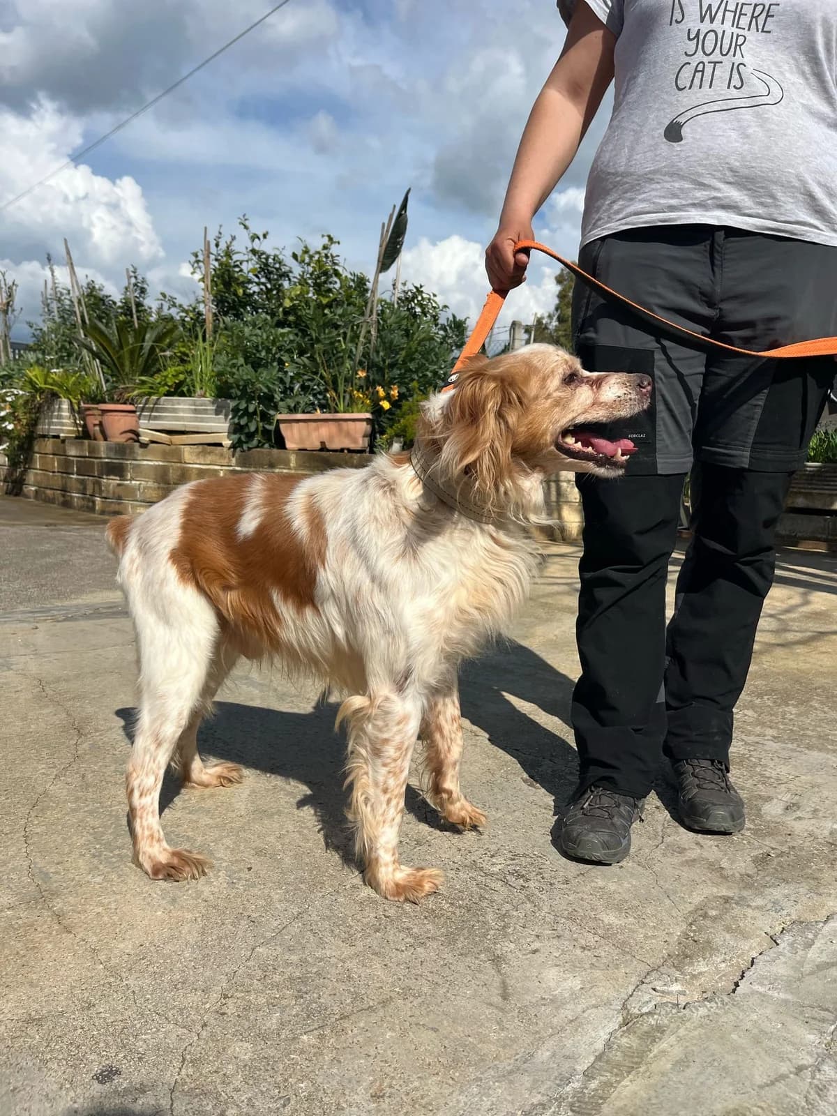 Marcello, male Mixed Breed for adoption at Tierheimhelden — photo 4 of 5