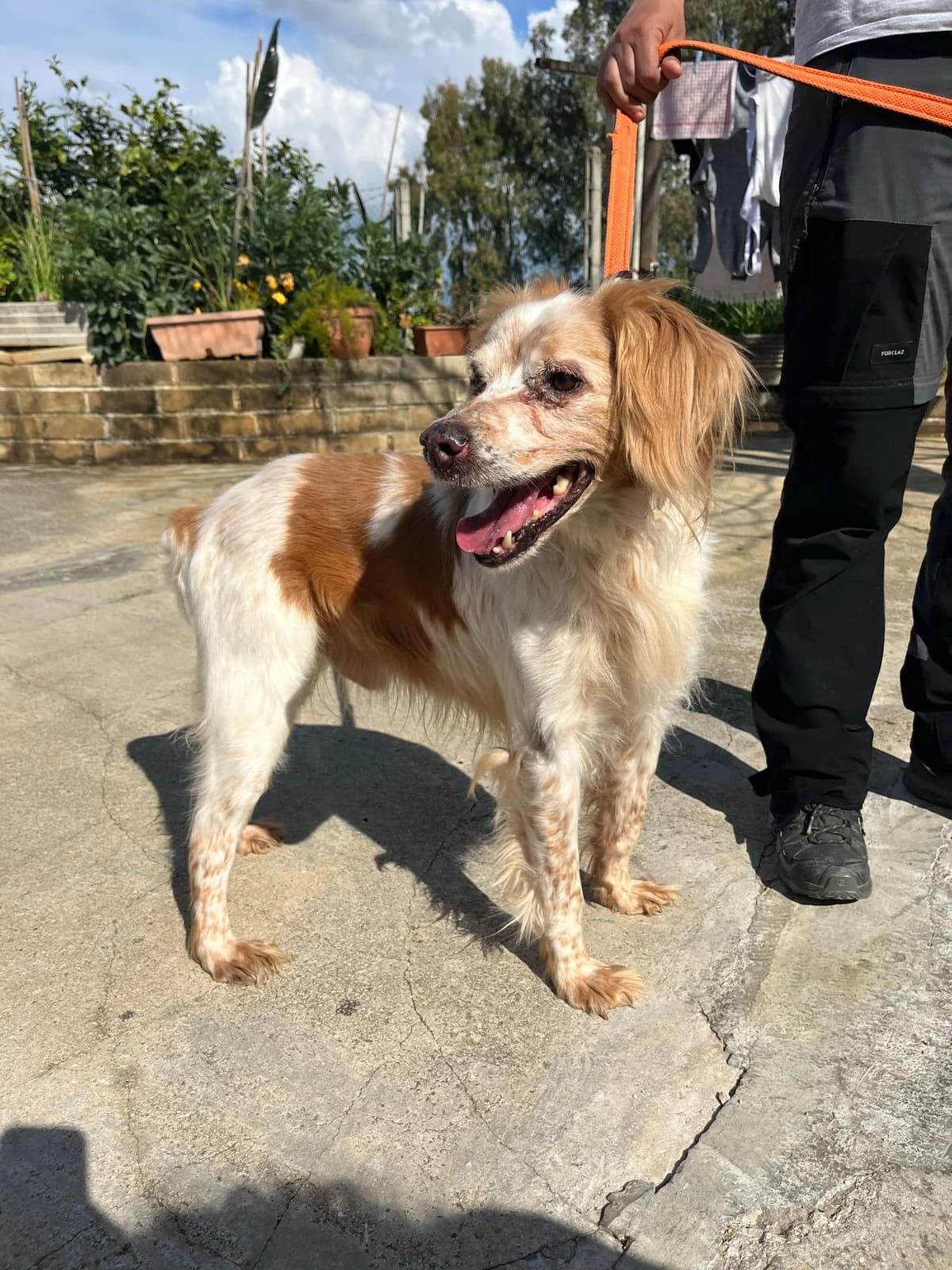 Marcello, male Mixed Breed for adoption at Tierheimhelden — photo 5 of 5