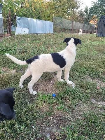 Elia, female Mixed Breed for adoption at Tierheimhelden
