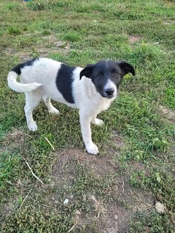 Elia, female Mixed Breed for adoption at Tierheimhelden — photo 2 of 8