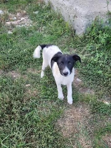 Elia, female Mixed Breed for adoption at Tierheimhelden — photo 3 of 8