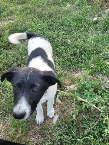 Elia, female Mixed Breed for adoption at Tierheimhelden — photo 4 of 8