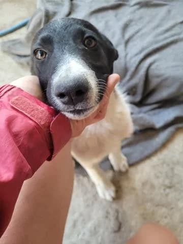 Elia, female Mixed Breed for adoption at Tierheimhelden — photo 5 of 8