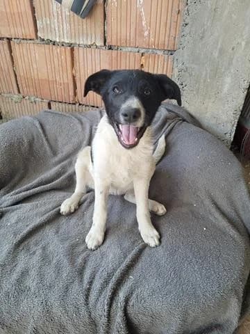 Elia, female Mixed Breed for adoption at Tierheimhelden — photo 6 of 8