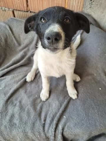 Elia, female Mixed Breed for adoption at Tierheimhelden — photo 7 of 8