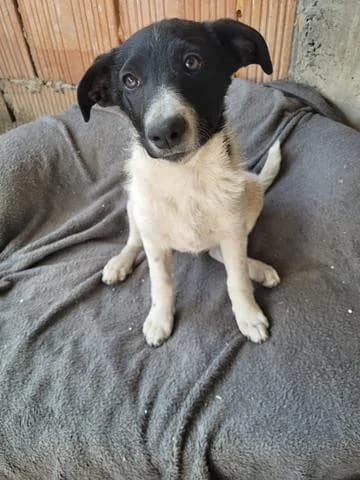Elia, female Mixed Breed for adoption at Tierheimhelden — photo 8 of 8