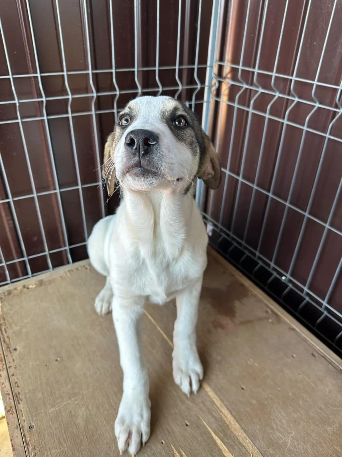 Finn, male Mixed Breed for adoption at Tierheimhelden
