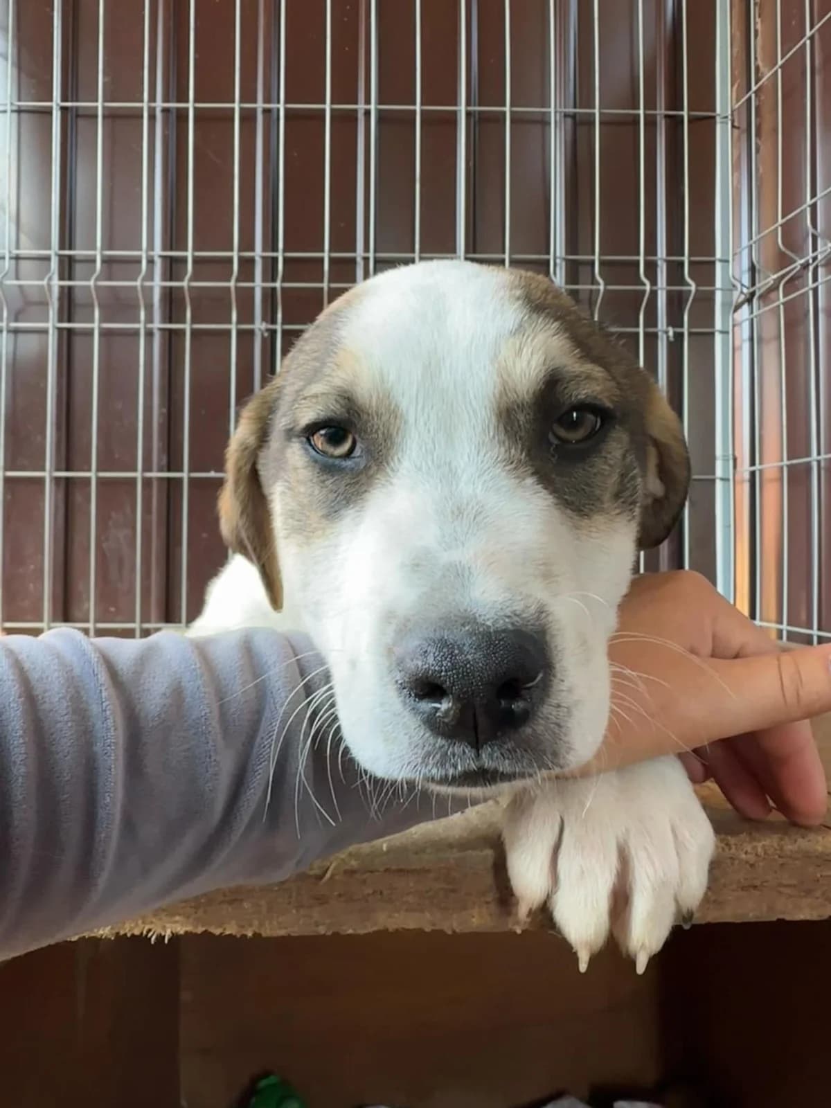 Finn, male Mixed Breed for adoption at Tierheimhelden — photo 2 of 6