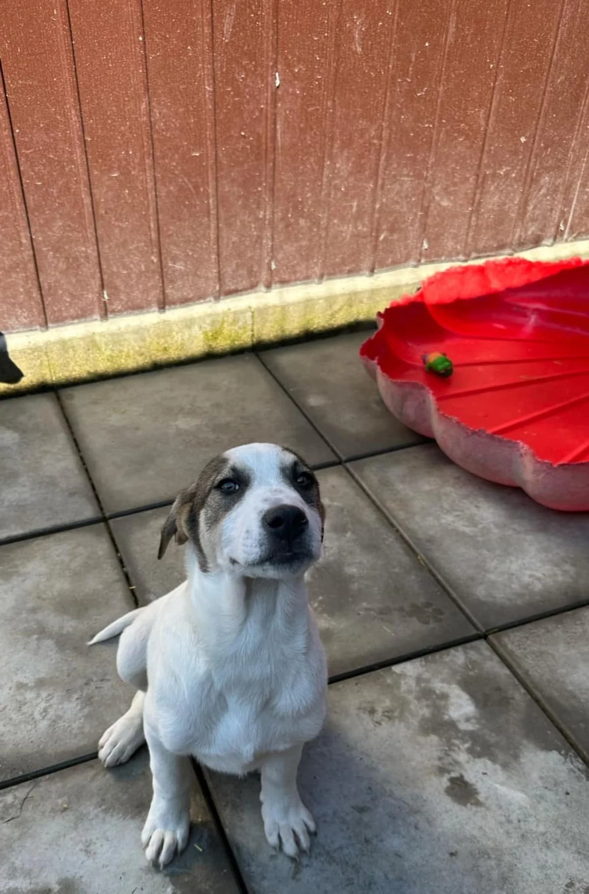 Finn, male Mixed Breed for adoption at Tierheimhelden — photo 3 of 6