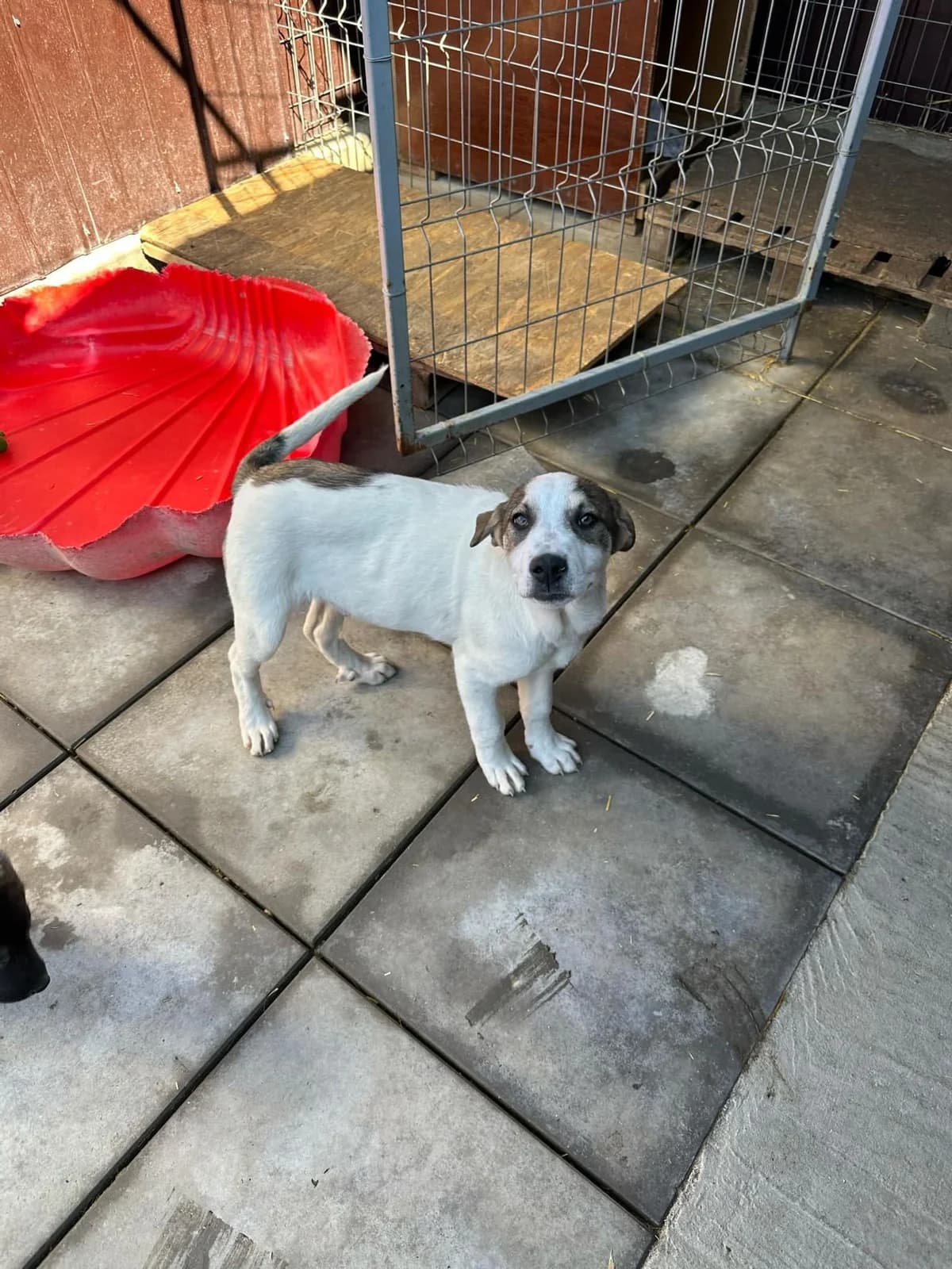 Finn, male Mixed Breed for adoption at Tierheimhelden — photo 4 of 6