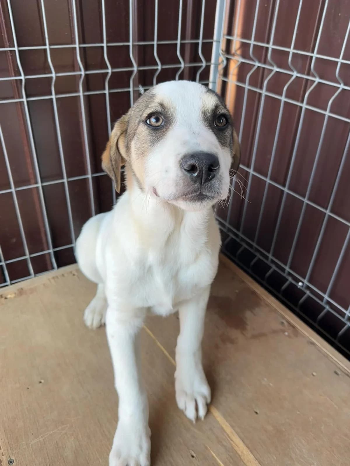 Finn, male Mixed Breed for adoption at Tierheimhelden — photo 5 of 6