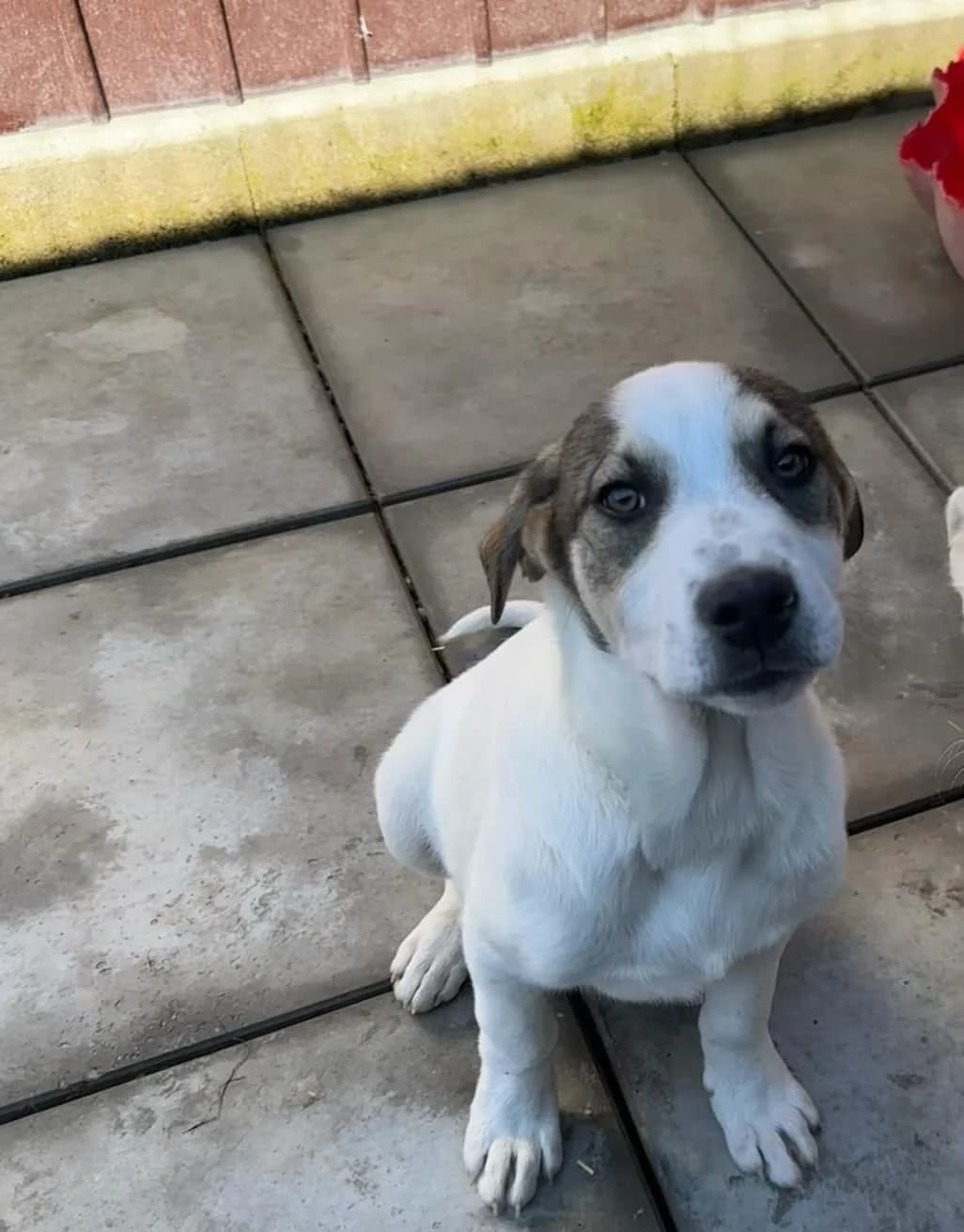 Finn, male Mixed Breed for adoption at Tierheimhelden — photo 6 of 6