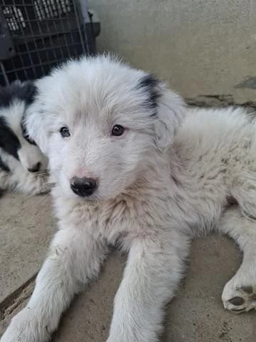 Ivo, male Mixed Breed for adoption at Tierheimhelden