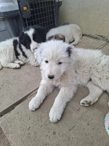 Ivo, male Mixed Breed for adoption at Tierheimhelden — photo 2 of 12