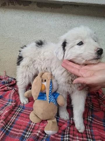 Ivo, male Mixed Breed for adoption at Tierheimhelden — photo 3 of 12