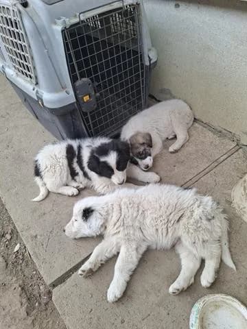 Ivo, male Mixed Breed for adoption at Tierheimhelden — photo 4 of 12