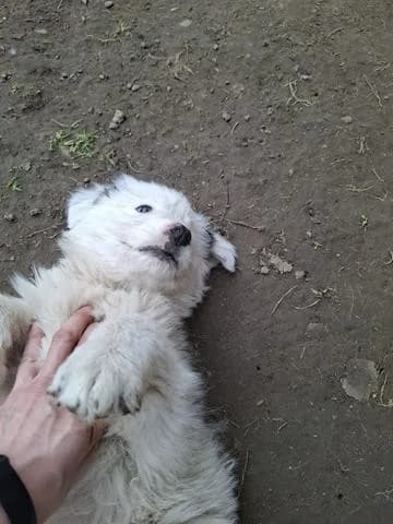 Ivo, male Mixed Breed for adoption at Tierheimhelden — photo 5 of 12