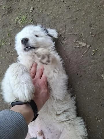 Ivo, male Mixed Breed for adoption at Tierheimhelden — photo 6 of 12