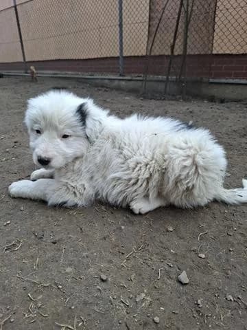 Ivo, male Mixed Breed for adoption at Tierheimhelden — photo 7 of 12