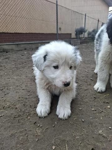 Ivo, male Mixed Breed for adoption at Tierheimhelden — photo 8 of 12