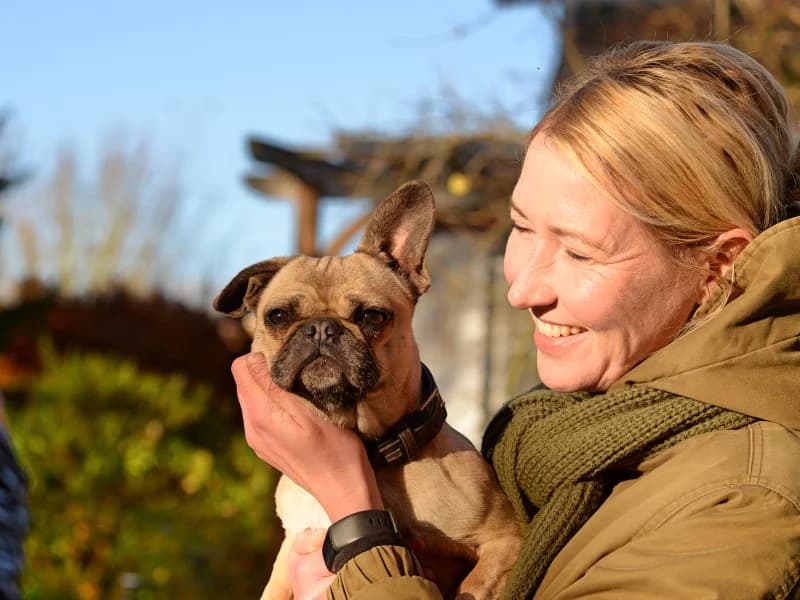 Sandy, female French Bulldog for adoption at Tierheimhelden