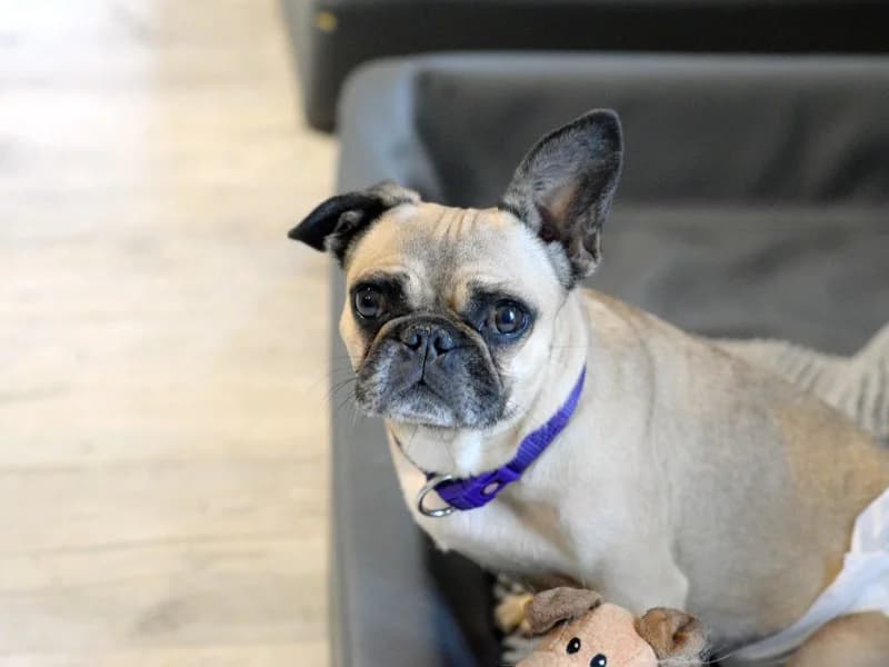 Sandy, female French Bulldog for adoption at Tierheimhelden — photo 2 of 7