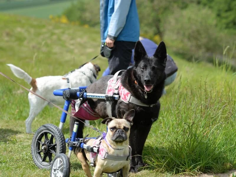 Sandy, female French Bulldog for adoption at Tierheimhelden — photo 3 of 7