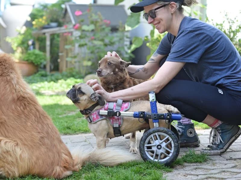 Sandy, female French Bulldog for adoption at Tierheimhelden — photo 5 of 7