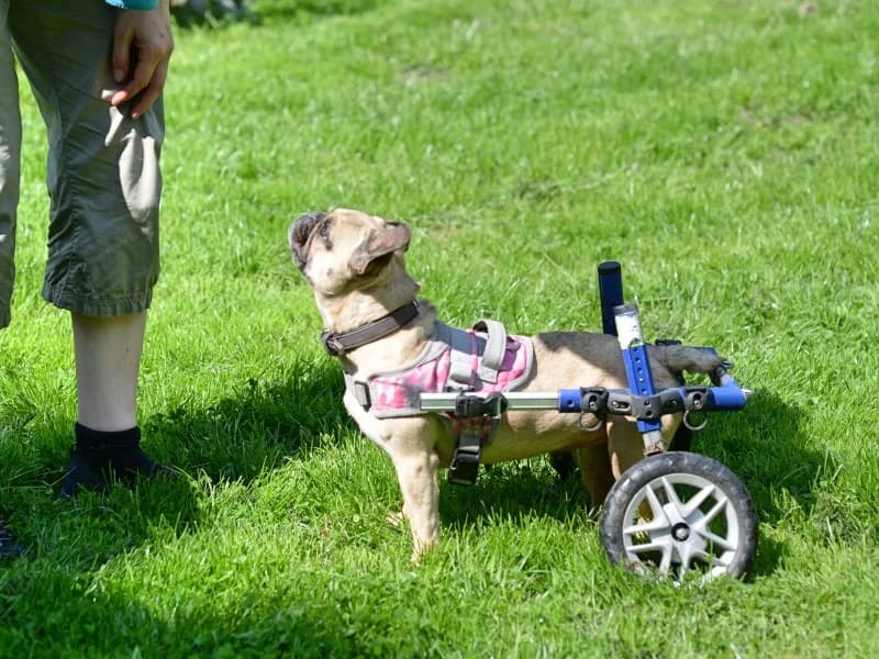 Sandy, female French Bulldog for adoption at Tierheimhelden — photo 6 of 7