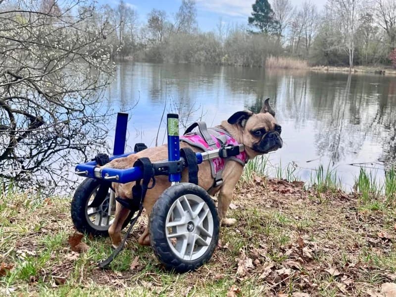 Sandy, female French Bulldog for adoption at Tierheimhelden — photo 7 of 7