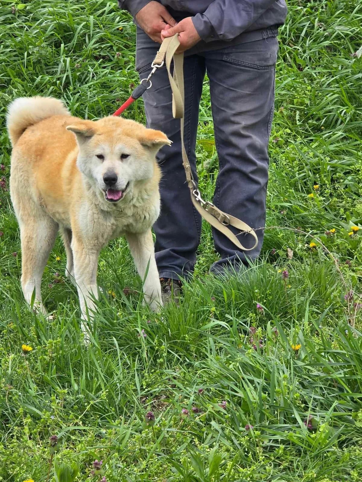 Iris, female Akita for adoption at Tierheimhelden