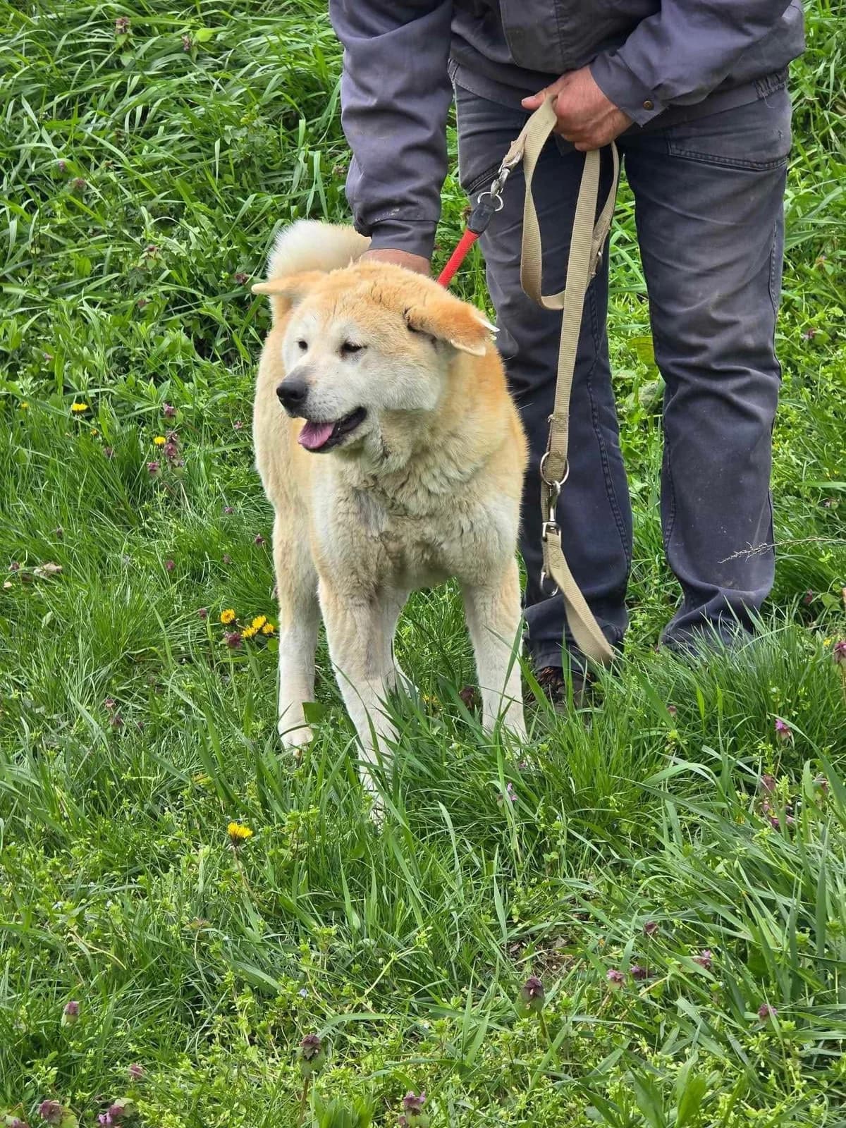Iris, female Akita for adoption at Tierheimhelden — photo 2 of 5