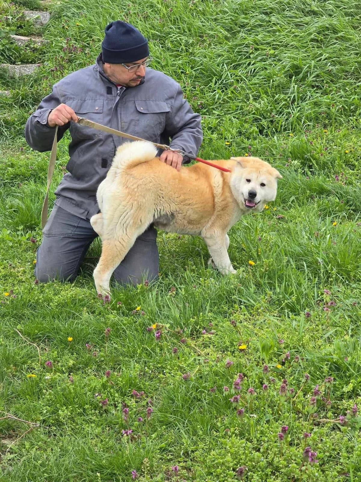 Iris, female Akita for adoption at Tierheimhelden — photo 3 of 5