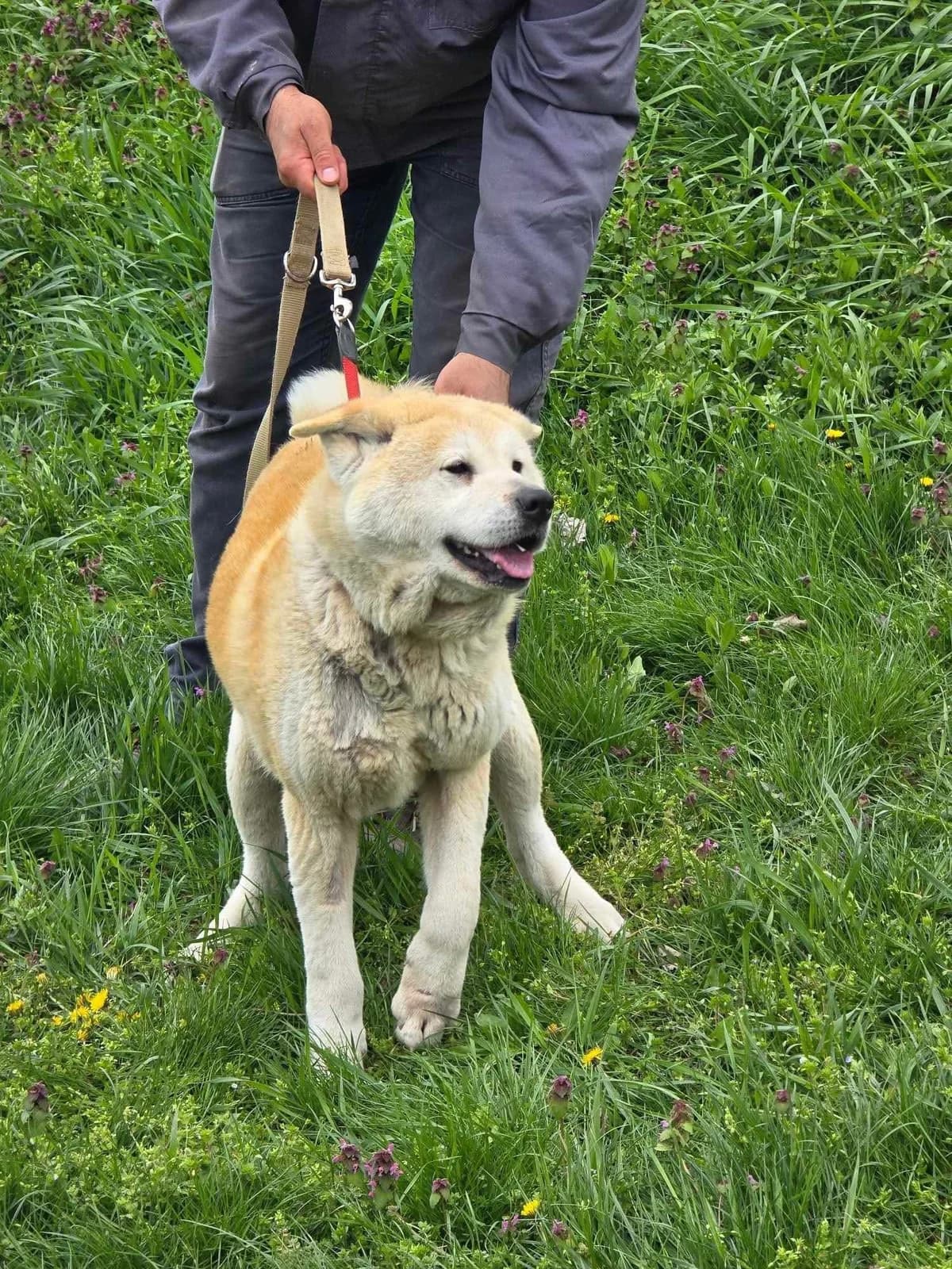 Iris, female Akita for adoption at Tierheimhelden — photo 4 of 5