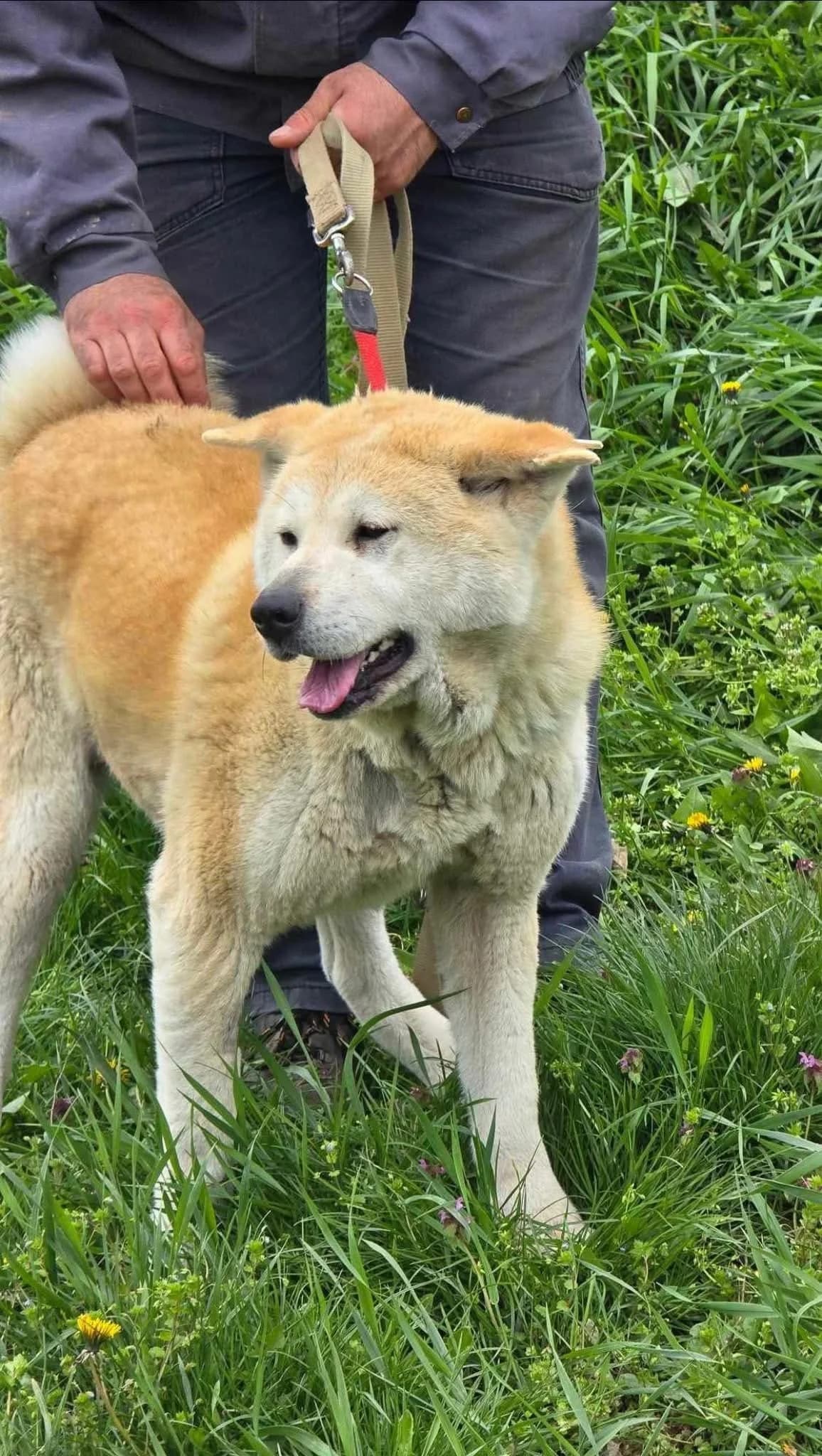 Iris, female Akita for adoption at Tierheimhelden — photo 5 of 5