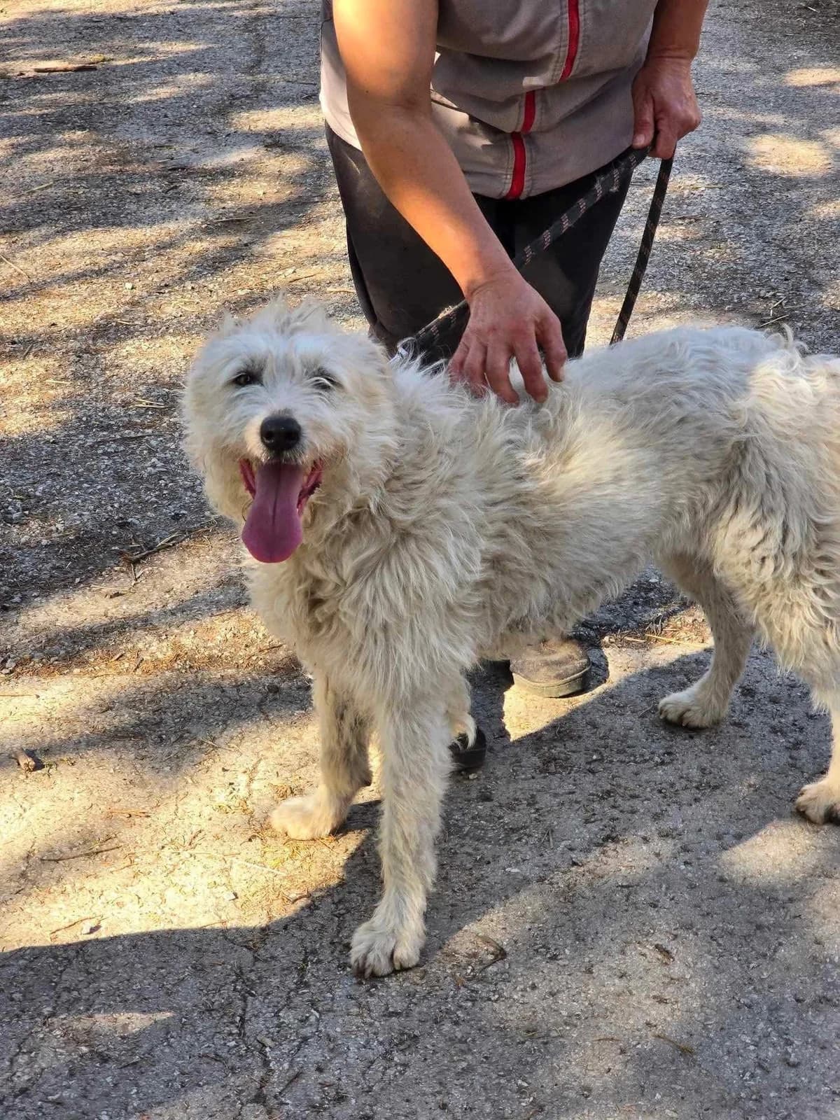 Rina, female Mixed Breed for adoption at Tierheimhelden