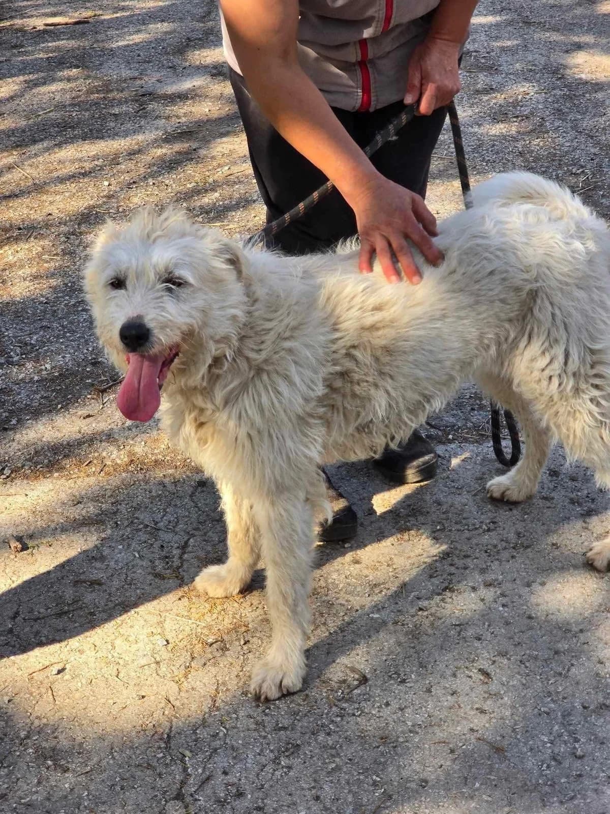Rina, female Mixed Breed for adoption at Tierheimhelden — photo 2 of 15