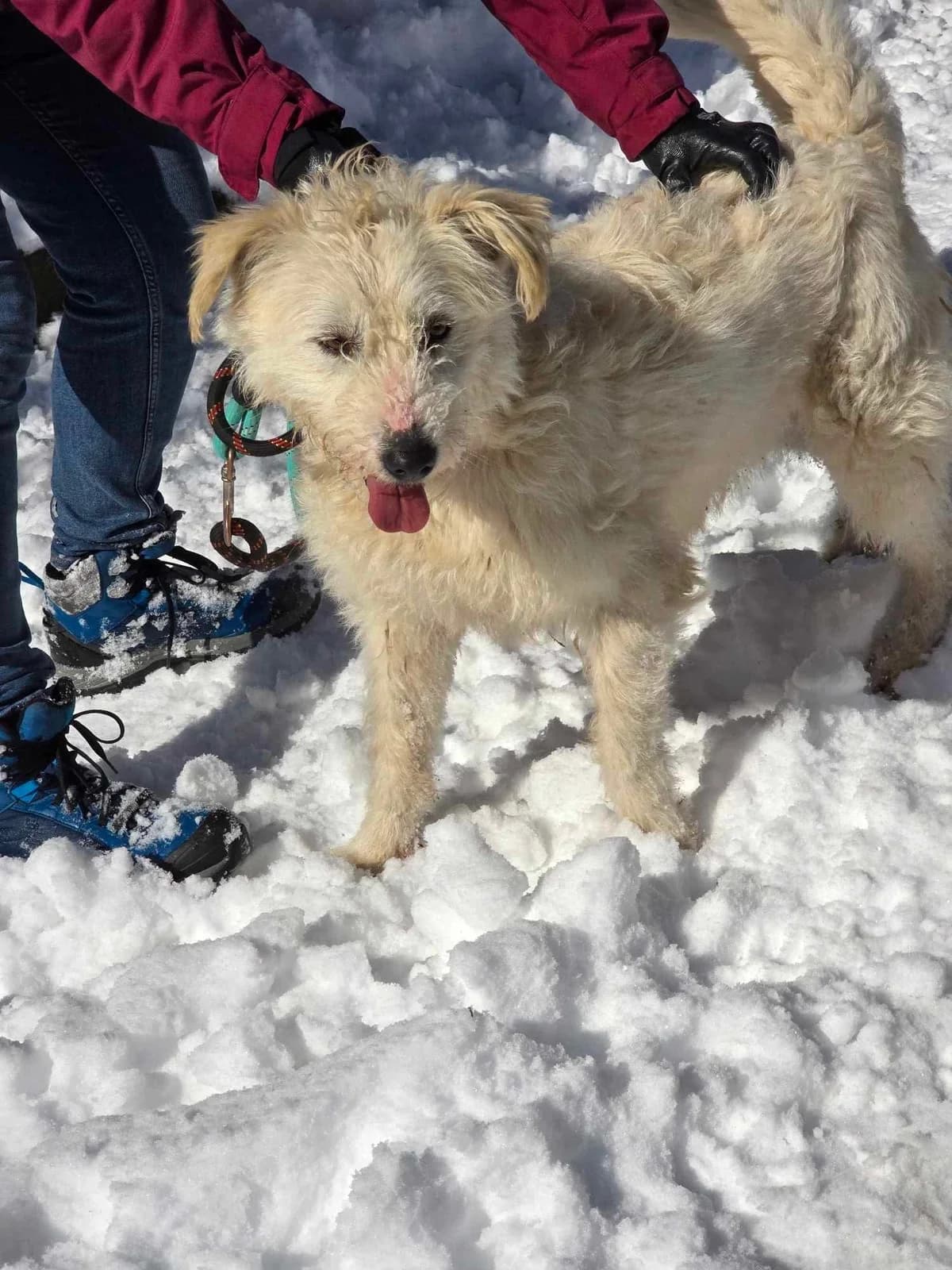 Rina, female Mixed Breed for adoption at Tierheimhelden — photo 3 of 15