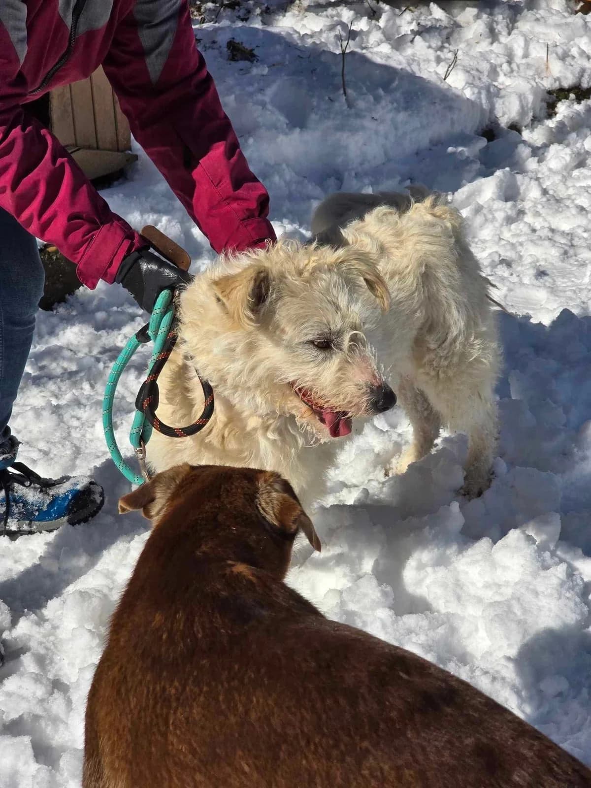 Rina, female Mixed Breed for adoption at Tierheimhelden — photo 4 of 15